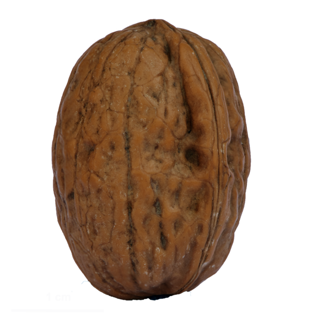 Walnuss (Juglans regia)